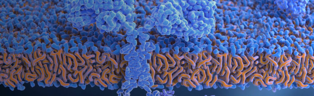 Structure and stability of biomolecules